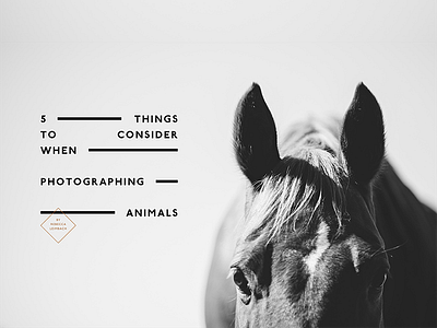 Horse Typography horse johnston undergound layout magazine minimalism photography publication typography