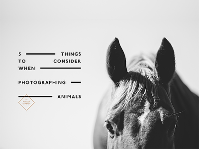 Horse Typography