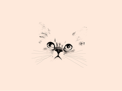 Kitty Cat cat cute kitten minimalist photography print