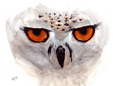 White Owl aquarelle bird brush cardboard eyes leto owl paint paintings watercolour