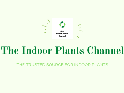 The Indoor Plants Channel plants