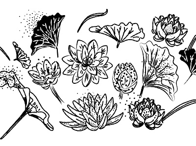 Lotus design flowers illustration lotus flower vector