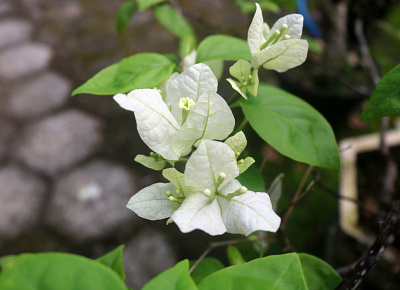 White flower 3d