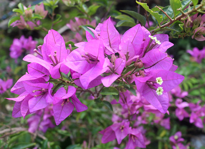Purple flower 3d