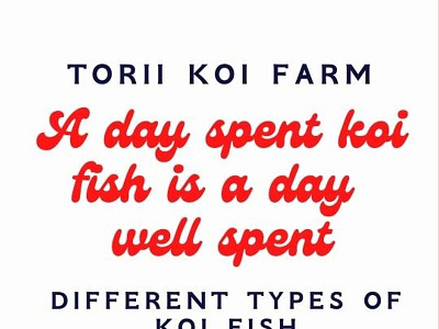 Brings good luck In Your life With Your favorite Koi Fish Among different fish koi new york types