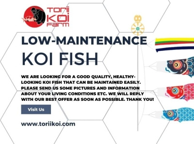 The Surprising Secret to Creating a Buy Koi Fish Online! fish koi new york online