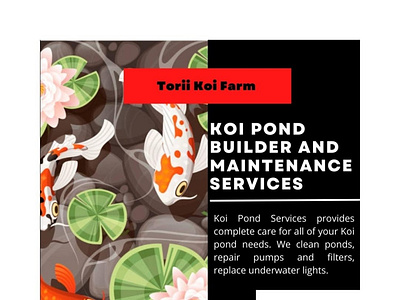 Need a Professional Koi Pond Builder and Maintenance Services