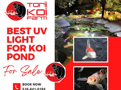Keep The Pond Clean By Best UV Light For Koi Pond | Torii Koi koi fish koi fish pond koi pond uv light uv light for koi pond uv lights