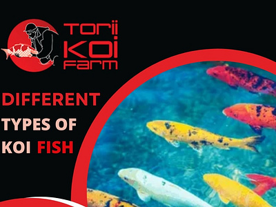 Different Types Of Koi Fish | Torii Koi best koi fish buy koi fish japanese koi fish koi fish koi fish online types of koi fish