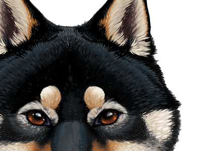 Nikko canine detail digital dog doge fur illustration inu portrait shiba