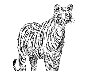 Bengal Tiger design graphic design illustration