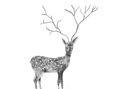 Deer illustration