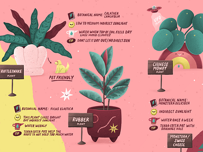 PLANT GUIDE editorial editorial illustration illustration plant plant care plant illustration