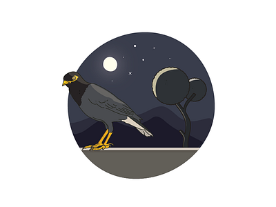 Common Myna bird illustration moon night window