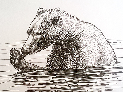 The bear drawing graphic ink kamchatka sketch