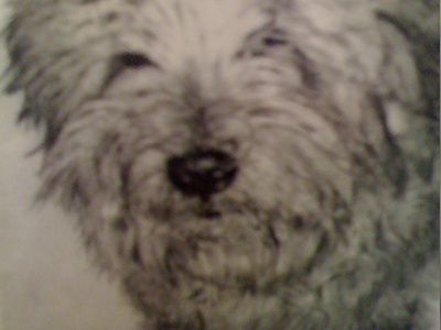 Chewy black white dog illustration pencil sketch