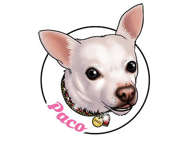 Paco Sticker chihuahua digital illustration illustration merchandise design