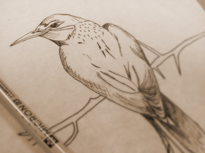 Bird Sketch animal art bird daily design drawing illustration logo
