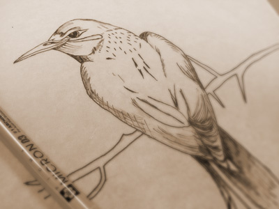 Bird Sketch