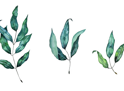 Watercolor botanical illustration of a branch , leaves hand-pain branding design graphic design illustration