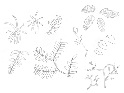 Plant matter drawing leaf pattern pencil plant sketch