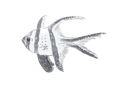 Fishy daily fish illustration sketch