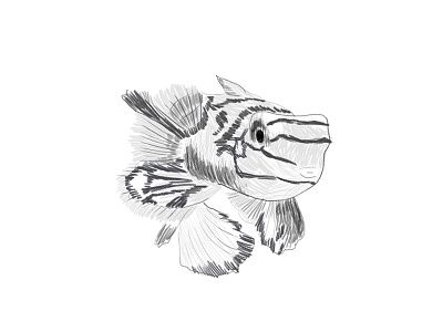 'Nother day, 'nother fish animal drawing fish illustration