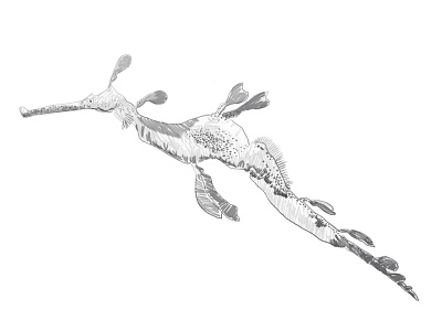 Sea Dragon animal drawing illustration