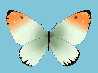 Gradient Butterfly Illustration graphic design illustration