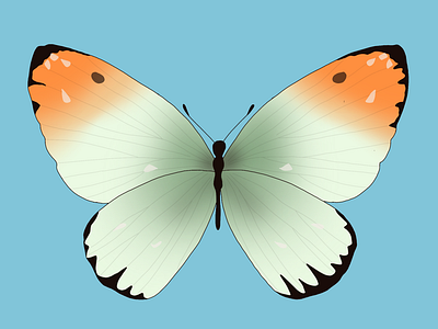 Gradient Butterfly Illustration