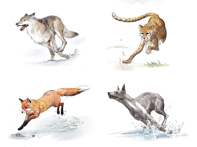 Wild animal cheetah dog fox illustration painting run science scientific illustration sketch wild wolf