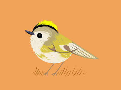 Goldcrest animal bird illustration nature