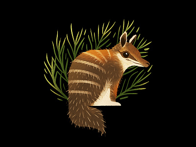 Numbat animal illustration nature numbat