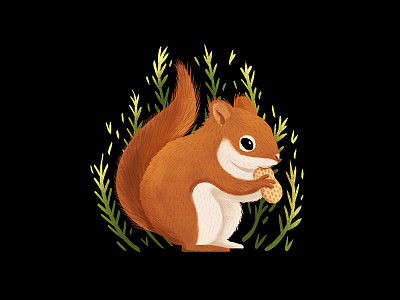 Squirrel and a peanut animal illustration nature squirrel