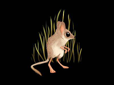 Kultarr animal illustration jerboa kultarr nature rodent
