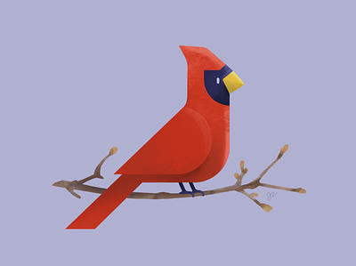 Cardinal bird cardinal procreate spring