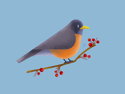 Robin bird bird illustration procreate robin spring