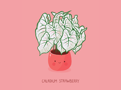 Caladium Strawberry