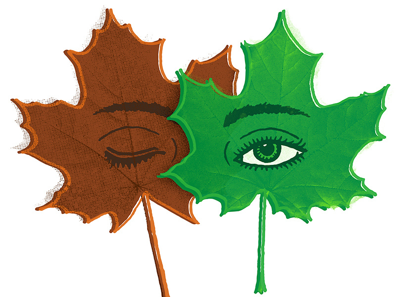A new Leaf leaf illustration