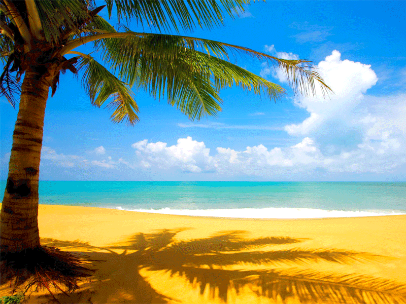 Coconut Tree At Beach Nature Wallpaper Animations animations gif image