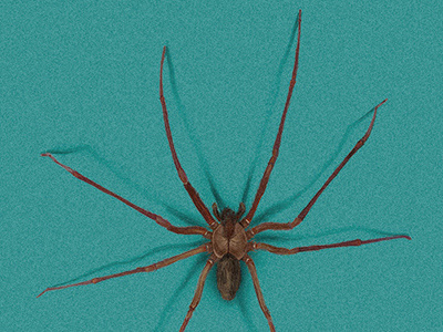 spider :((( arachnidea aracnophobia arthropodos hiperrealism illustration insect phobia realism scientific spider