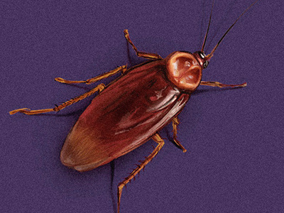 cockroach arachnidea aracnophobia arthropodos hiperrealism illustration insect phobia realism scientific spider