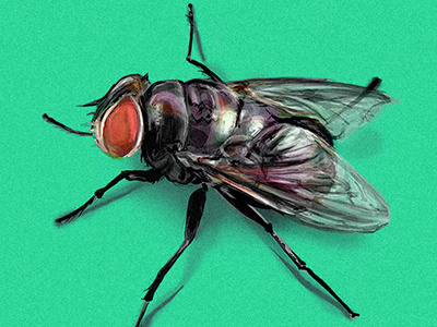 fly arthropodos fly hiperrealism illustration insect realism scientific