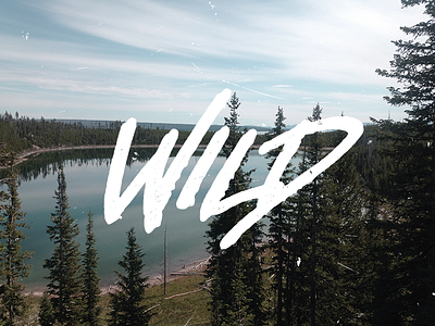 Wild branding design logotype typography