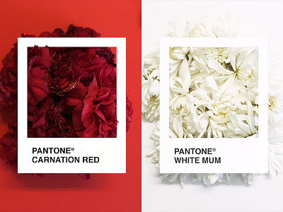 PANTONE Flowers