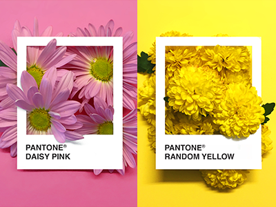 More PANTONE Flowers floral flowers pantone photography