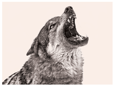 Wolf hyperrealistic illustration pencil photo editing sketch wolf