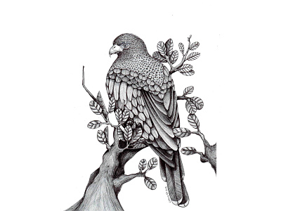 Drawing // Pen // Hawk Resting in a Tree //