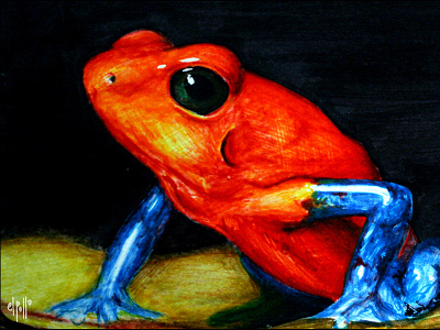 Costa Rican "Blue Jean" Frog costa rica frogs illustration markers nature ranas