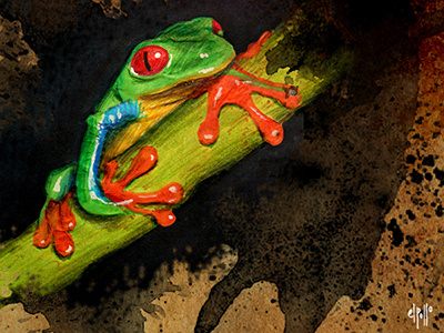 Red Eyed Tree Frog costa rica frogs illustration markers nature project ranas watercolour